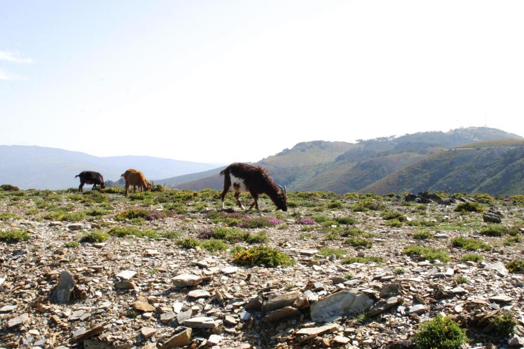 Quinta Dos 4 Lagares Otel Serrazes Dış mekan fotoğraf